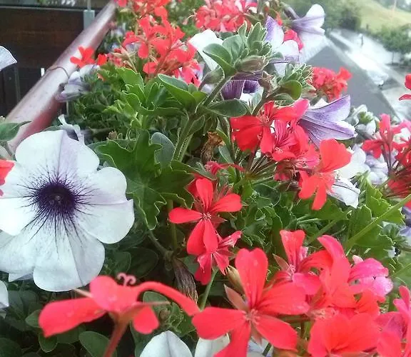 Garni Alpenruh-micheluzzi